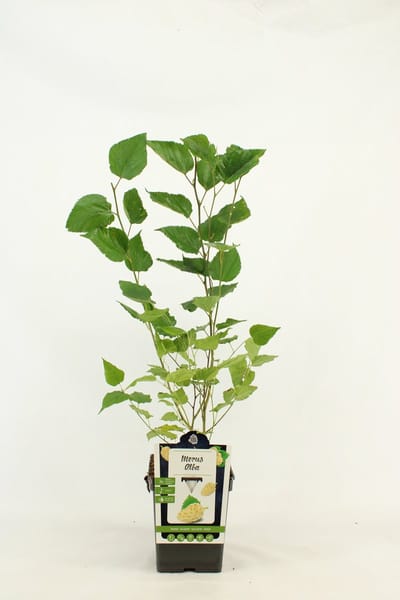 Witte Moerbei - Morus alba - hoogte 50 - 60 cm