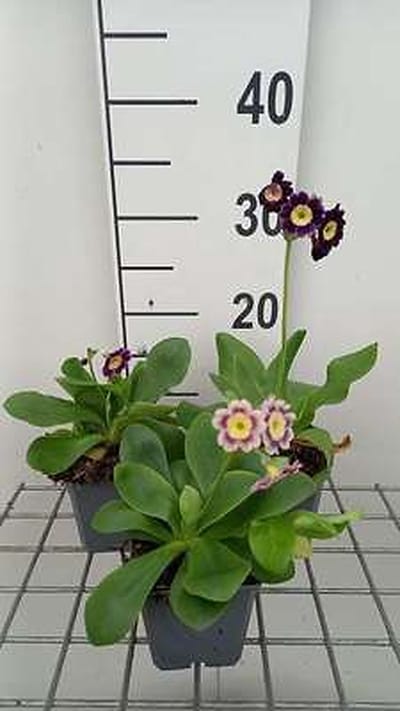 6x Sleutelbloem - Primula auricula ( lutea) | 9x9 cm pot