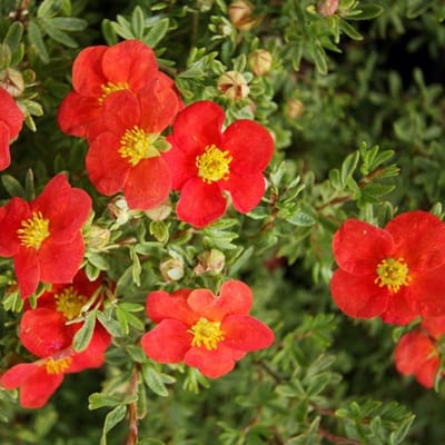 Struikganzerik - Potentilla fruticosa 'Marian Red Robin' 25-30 cm