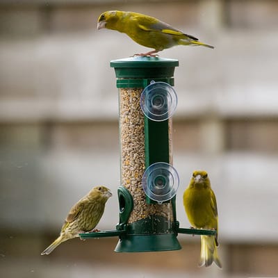 CJ Wildlife Vogelvoederhuisje Raam met Zuignappen - Voedersilo voor Zaden - Raamvoederhuisje - Vogelhuisje voor Tuinvogels - Groen