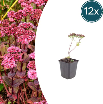 Tuinplantenshop.com | Sedum 'Matrona' | 12 stuks - Ø9cm - 10-25cm hoog - Tuinplant