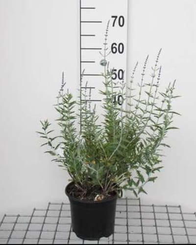 Perovskia atripl. 'Blue Spire' - Blauwspirea, Russische Salie 30- 40 cm in pot