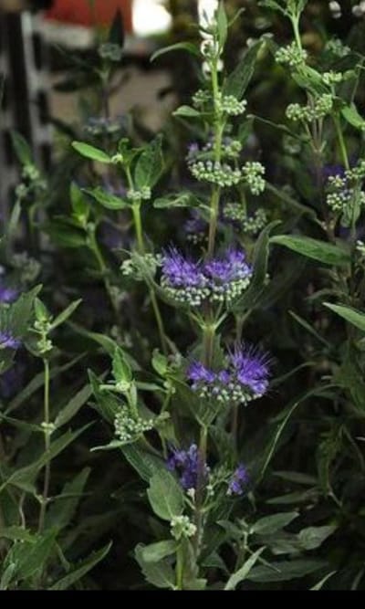 2 x Caryopteris cland. 'Heavenly Blue' - Blauwe Spirea , Baardbloem, Herfstsering 25- 30 cm in pot