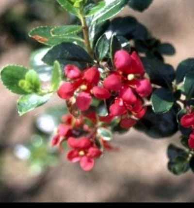 Escallonia hybr. 'C.f. Ball' - Escallonia 40- 50 cm in pot