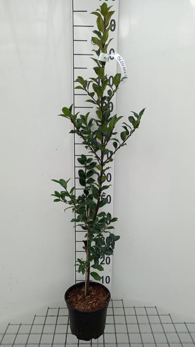 Ilex meserveae 'Blue Maid'® - BLAUWE HULST, AMERIKAANSE HULST 40 - 60 cm in pot