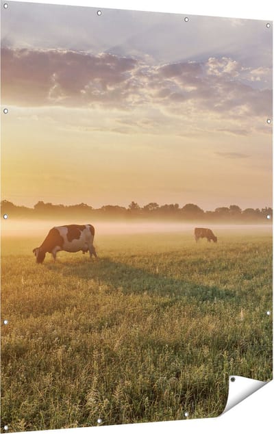 Gards Tuinposter Koeien in de Wei tijdens Zonsopkomst - 120x160 cm - Tuindoek - Tuindecoratie - Wanddecoratie buiten - Tuinschilderij