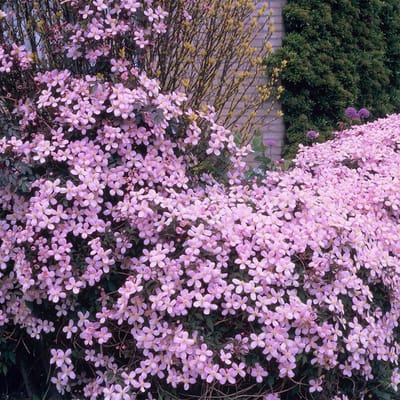 Bloomique - Clematis Montana Rubens - Bosrank - Lichtroze - Klimplanten - Tuinplanten - Winterhard - Hoogte 50-70 cm - Pot 15 cm