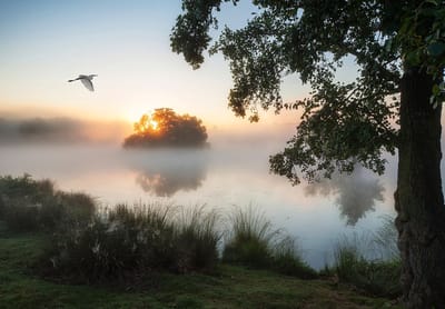 Fotobehang - Bomen - Meer - Vogel - Zonsondergang - Vliesbehang - (152.5 x 104 cm)