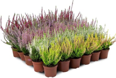 Heide Struikheide - Calluna Vulgaris planten - Tuin Decoratie - Winterharde Kleurmix - 30 stuks - Diverse kleuren