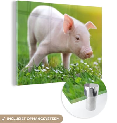 MuchoWow® Glasschilderij 40x30 cm - Schilderij acrylglas - Dieren - Biggetje - Varken - Foto op glas - Schilderijen