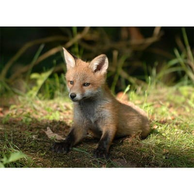 Diamantschilderij Prachtige steek van mozaïek Fox Picture Home Decor Handgemaakt diamantborduurwerk 20X30CM beige