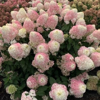 Hydrangea paniculata 'Pinkachu'® 40-50cm - Pluimhortensia, opvallende roze pluimbloemen voor een speelse tuin
