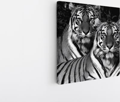 Saammp Canvas Schilderij - 2 Tijgers - Natuur - Dieren - 20x20 - Foto op canvas - Wanddecoratie - muurdecoratie Woonkamer - Slaapkamer decoratie - Canvas Print