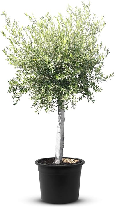 Tropictrees - Olijfboom - Olea Europea - Olijfboom op stam - Winterhard - Groenblijvend - Hoogte ca. 180cm