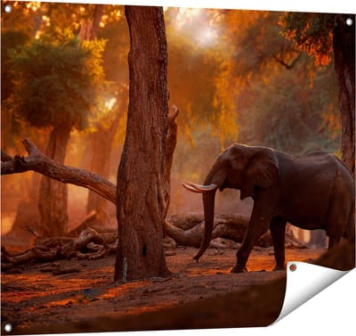 Gards Tuinposter Olifant in het Bos - 100x80 cm - Tuindoek - Tuindecoratie - Wanddecoratie buiten - Tuinschilderij