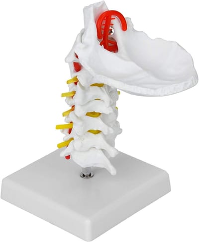 Cervicale wervelkolom anatomisch model voor educatieve doeleinden en wetenschappelijke presentatie met zenuwen