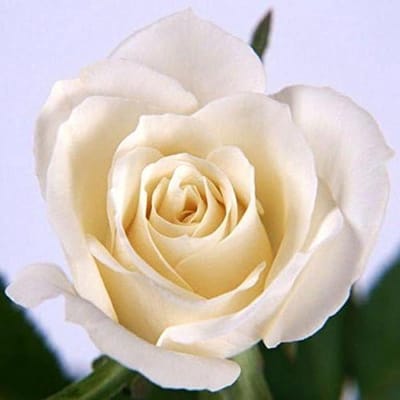 Rozen Zaden - Bloem Zaden - Tuinieren - 20 Zeldzame Kleuren - 20 stuks - Gemengd