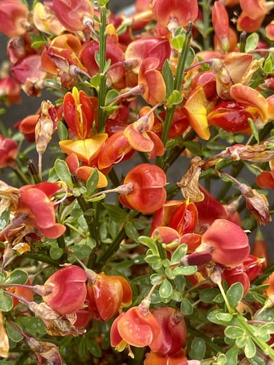 Cytisus (s) 'Lena' - Brem , Geitenklaver 40- 60 cm in pot