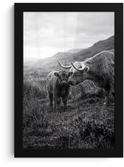 Poster in lijst - Fotolijst 20x30 cm - Posters - Schotse hooglander - Kalf - Zwart - Wit - Posterlijst zwart - Decoratie - Wanddecoratie woonkamer - Muurdecoratie slaapkamer