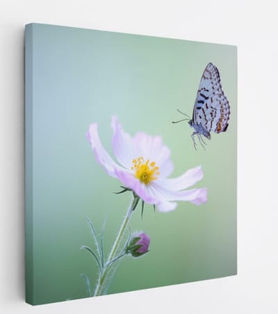 Saammp - Canvas Schilderij - Vlinder - Bloemen - Dieren - Natuur - 20x20 - Foto op canvas - Wanddecoratie - muurdecoratie Woonkamer - Slaapkamer decoratie - Canvas Print