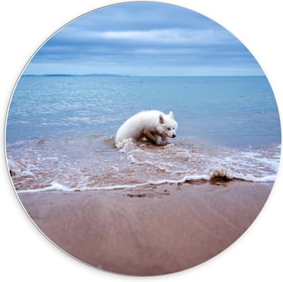 KuijsFotoprint - Schilderij - Witte Hond In De Zee - Wit, Bruin En Beige - 70 X 70 Cm