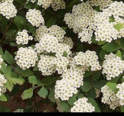 Spiraea vanhouttei - Spierstruik 40- 60 cm in pot