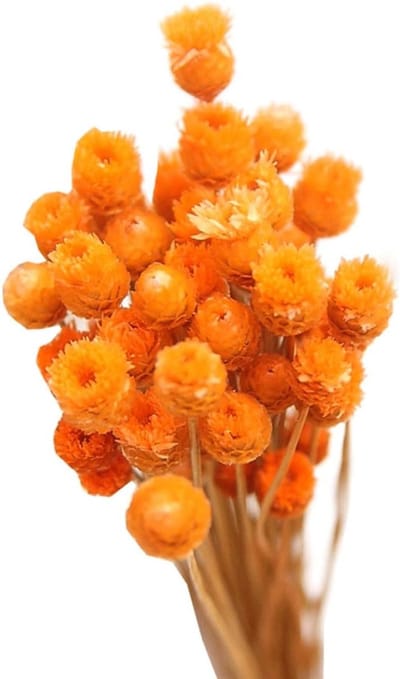 Gedroogde Bloemen - Natuurlijke Decoratie - Tafeldecoratie - Intense Kleuren - 50 Stelen - Oranje