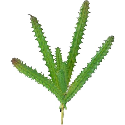 Kunstmatige Succulent Plant Zacht PVC Hoge Simulatie Mini Nep Plant voor Huis Kantoor Bureau Decoratie green