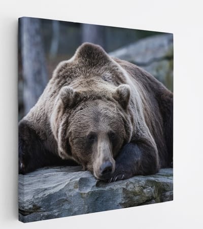 Saammp Canvas Schilderij - Slapende Bruine Beer - Natuur - Dieren - 20x20 - Foto op canvas - Wanddecoratie - Muurdecoratie Woonkamer - Slaapkamer decoratie - Canvas Print