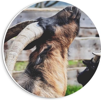 Forex Wandcirkel - Bruine Bok voor Hek - 20x20cm Foto op Wandcirkel (met ophangsysteem)