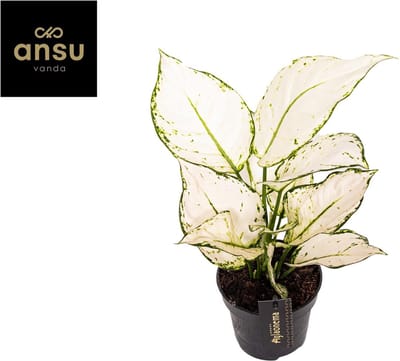 Plantenboetiek.nl | Aglaonema White Joy - Ø12cm - 25-35cm hoog - Kamerplant