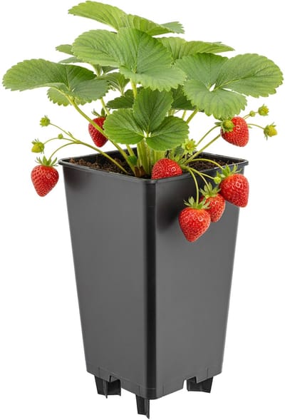 Garronda Kunststof bloempot met poten voor aardbeien en frambozen (Zwart, 12 x 12 x 21 cm – 2 L) GD-KW-F