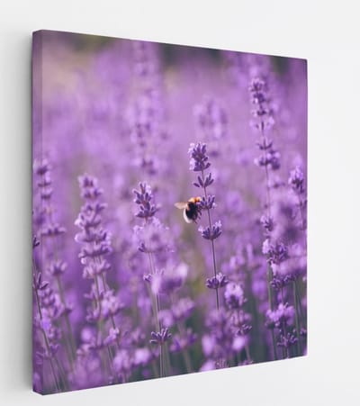 Saammp Canvas Schilderij - bij op lavendelbloem - Landschap - Natuur - 20x20 - Foto op canvas - Wanddecoratie - Muurdecoratie Woonkamer - Slaapkamer decoratie - Canvas Print