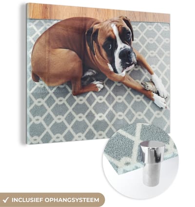 ® Glasschilderij 160x120 cm - Schilderij acrylglas - Boxer ligt op een kleed op de vloer - Foto op glas - Muurdecoratie woonkamer - Wanddecoratie slaapkamer - Schilderijen