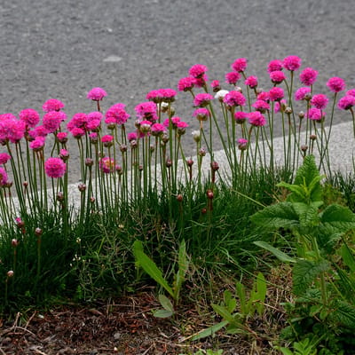 Bloomique - Set van 6 - Armeria Maritima Abbey Deep Rose - Engels gras - Tuinplant - Rijkbloeiend - Winterhard - Vaste plant - 10-20 cm hoog - Pot 9 cm