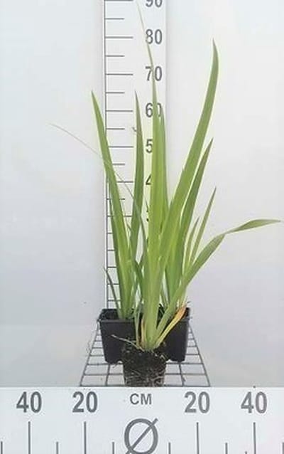 6x Baardloze iris - Iris sib. 'Blue Moon' | 9x9 cm pot