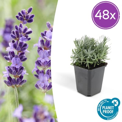 Smalbladige lavendel 48 x, Lavandula 'Hidcote', 10 tot 25 cm hoog en Ø9 cm