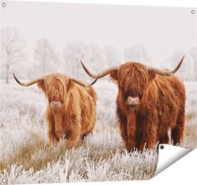 Gards Tuinposter Twee Schotse Hooglander Koeien in de Wei - 100x80 cm - Tuindoek - Tuindecoratie - Wanddecoratie buiten - Tuinschilderij