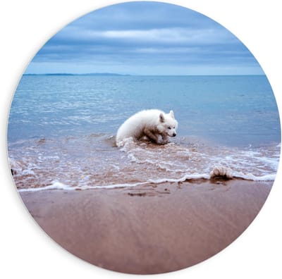 Forex Wandcirkel - Witte Hond in de Zee - 90x90cm Foto op Wandcirkel (met ophangsysteem)