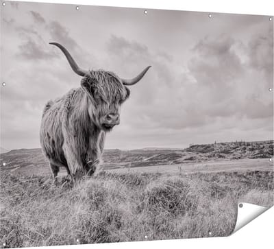 Gards Tuinposter Schotse Hooglander in de Wei - Zwart Wit - 160x120 cm - Tuindoek - Tuindecoratie - Wanddecoratie buiten - Tuinschilderij