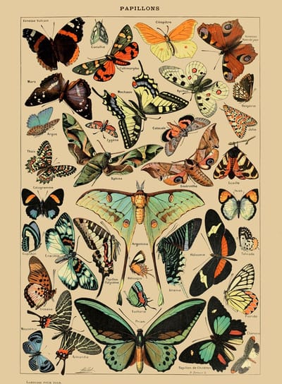 Vintage Poster Vlinders - Schoolplaat - Papillons - 70x50 - (Vintage/Retro) - Educatief - Dieren