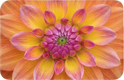 Badmat 60x40 cm - Antislip - Dahlia - Bloem - Oranje - Badmatten voor badkamer - Badkamermat - Douchemat - Badkamer mat