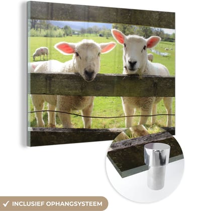 MuchoWow® Glasschilderij 40x30 cm - Schilderij acrylglas - Schapen - Dieren - Boerderij - Foto op glas - Schilderijen