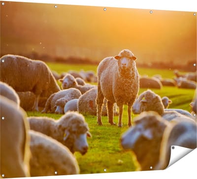 Gards Tuinposter Kudde Schapen bij Zonsondergang - 160x120 cm - Tuindoek - Tuindecoratie - Wanddecoratie buiten - Tuinschilderij