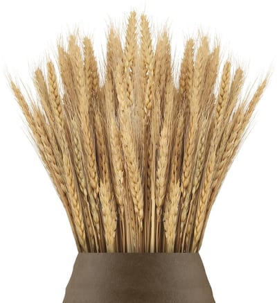 Dailygoods- Gedroogde Bloemen 100 Stuks - Tarwegras Boeket 40 cm - Kunstbloemen - Decoratie Tafel - Bruiloft - Kerstkrans - 100% Natuurlijk