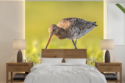 Behang - Fotobehang Vogels - Gras - Landschap - Grutto - Breedte 350 cm x hoogte 350 cm