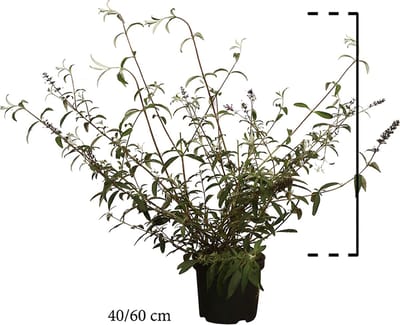 Set van 10 | Vlinderstruik 'Royal Red' Pot 40-60 cm Extra kwaliteit - Bladverliezend - Bloeiende plant - Geurend - Informele haag - Insectenlokkend