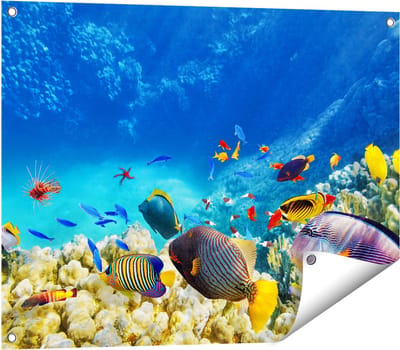 Gards Tuinposter Vissen in de Oceaan met Koralen - 80x60 cm - Tuindoek - Tuindecoratie - Wanddecoratie buiten - Tuinschilderij