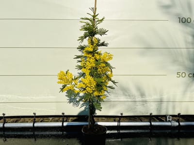 Acacia dealbata (Mimosa) - 140 cm inclusief pot - Groenblijvende Mediterrane Plant - Geurende Gele Bloemen - Sierboom voor Tuin en Terras - Zilvergroen Blad - Premium Kwaliteit - Tropictrees