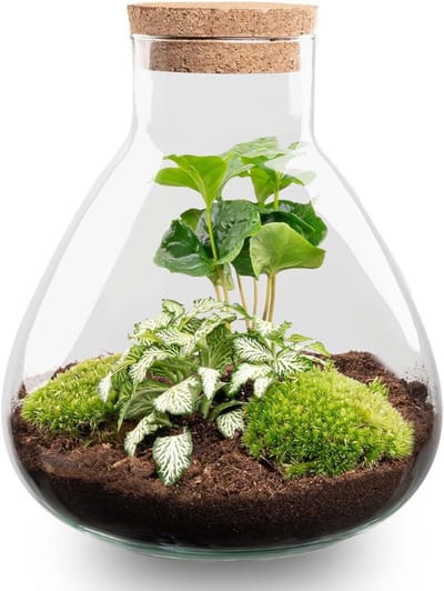 DailySupplies® Terrarium - Ecosysteem - Reptielenverblijf - Transparant